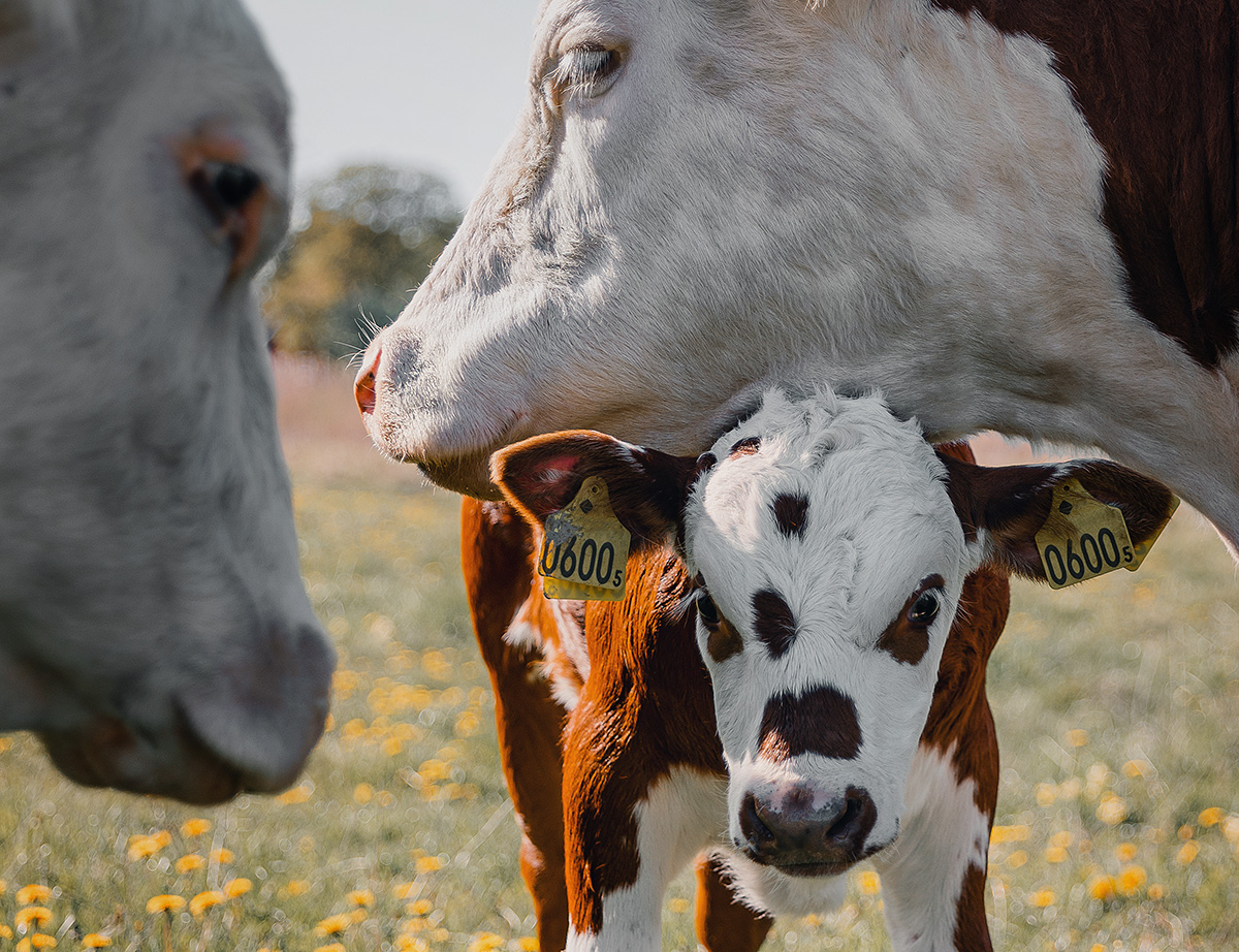 re kyr står i en blomstereng med gule blomster. I midten står en hvit- og brunflekket kalv med øremerker '0600', flankert av to voksne kyr – én ser ut til å nusse kalven. Bakgrunnen viser grønt landskap og klar himmel.