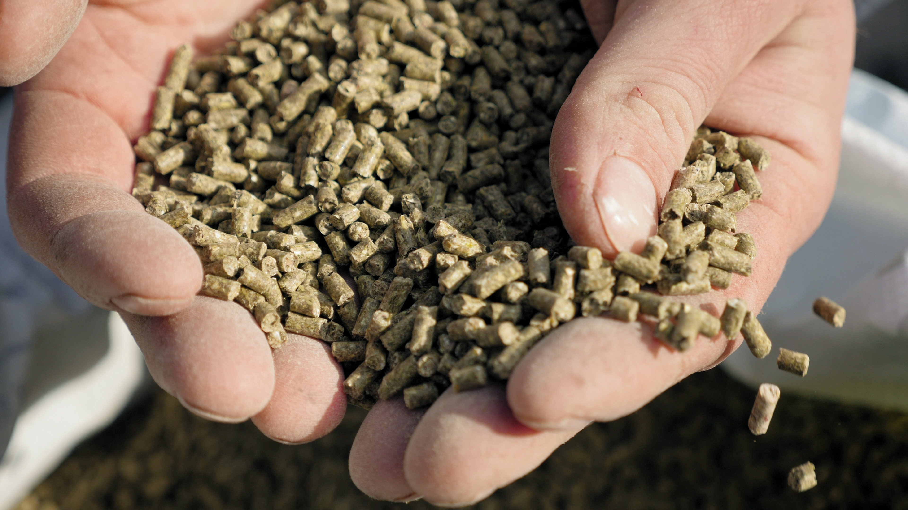 Bilde av to hender som holder pellets for